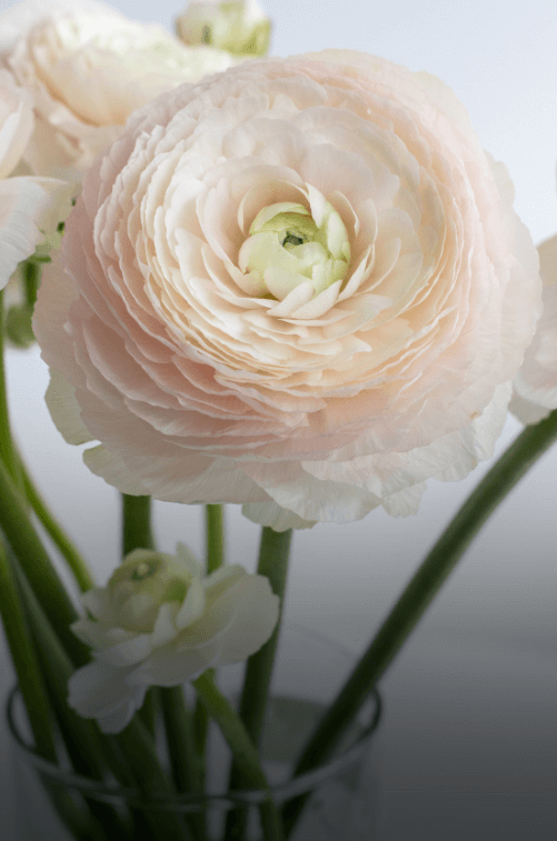 Ранункулюсы