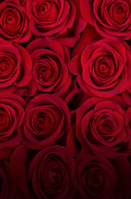 Премиальные розы