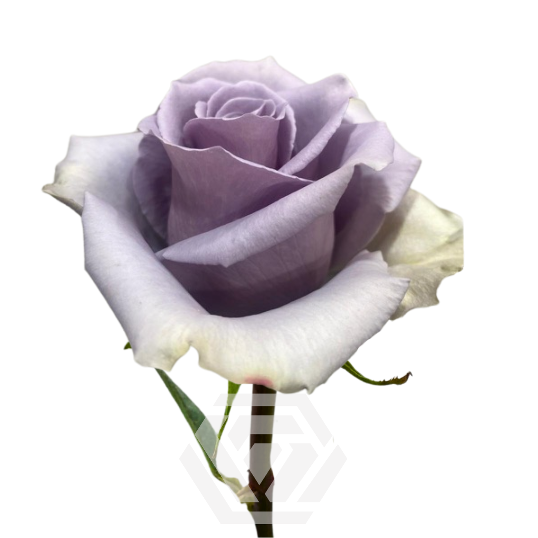 Shocking Blue – TESSA Лучшие цветы