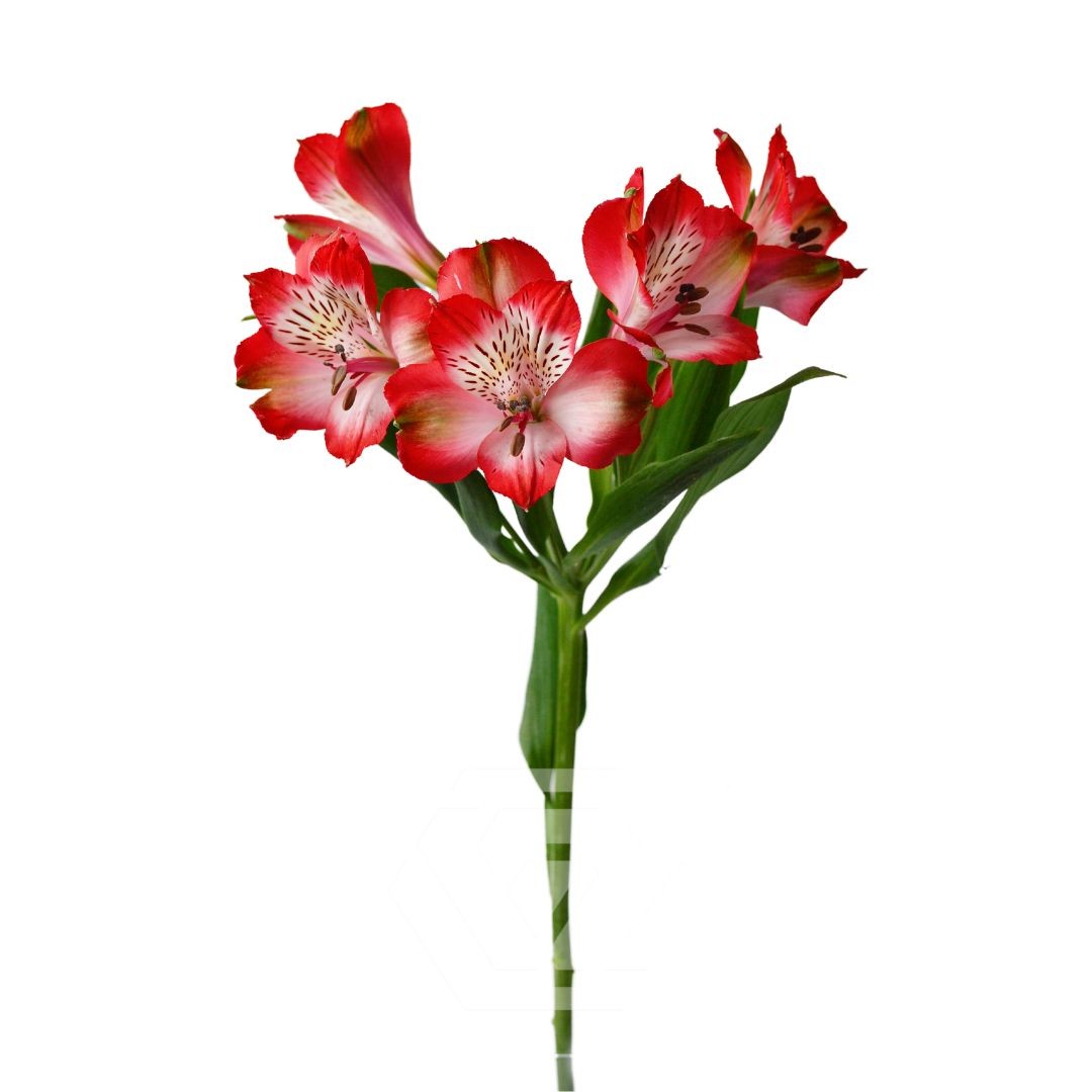 Strawberry Snow – TESSA Лучшие цветы