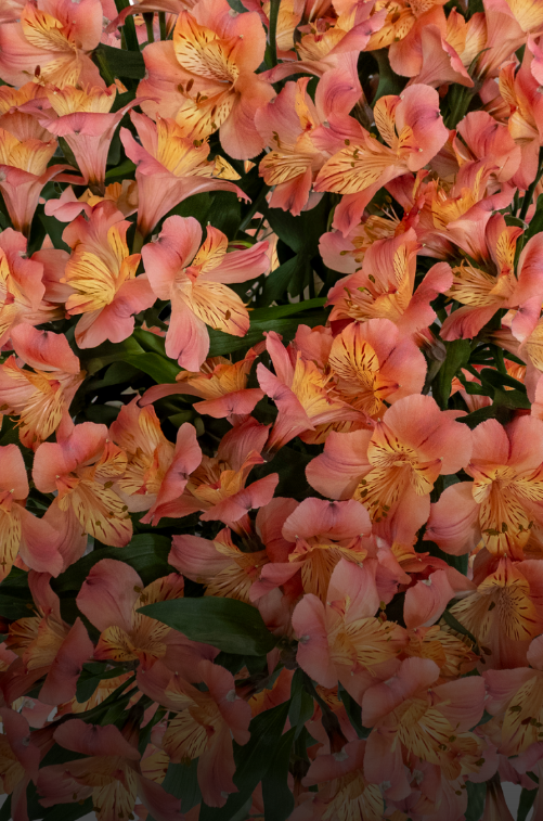 Альстромерии