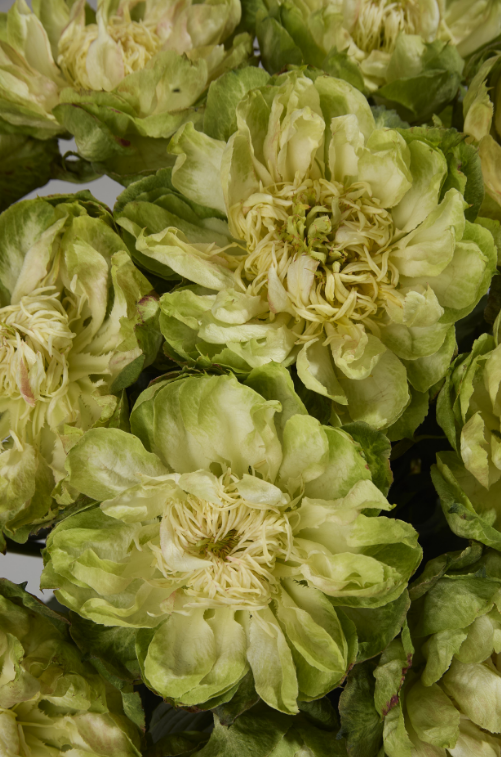 Пионовидные розы