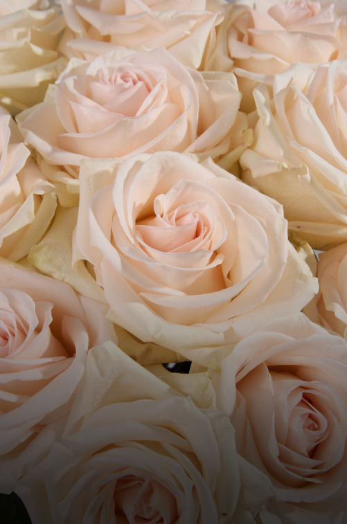 Премиальные розы