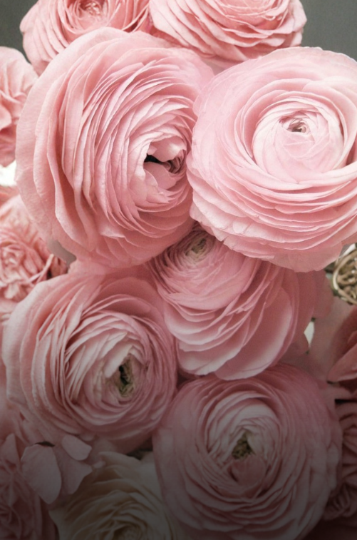 Ранункулюсы