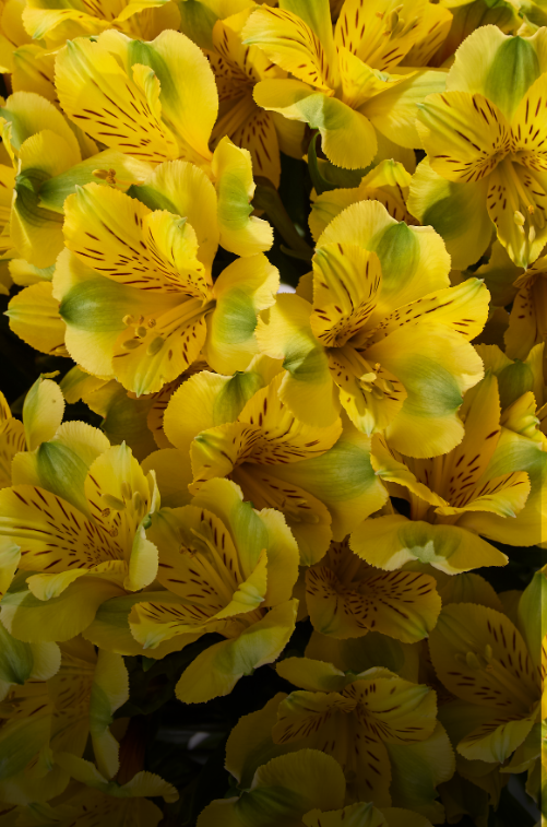 Альстромерии