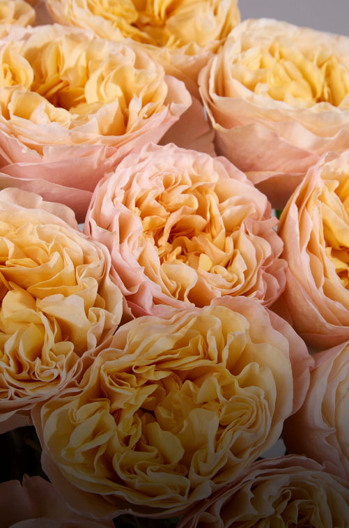 Пионовидные розы