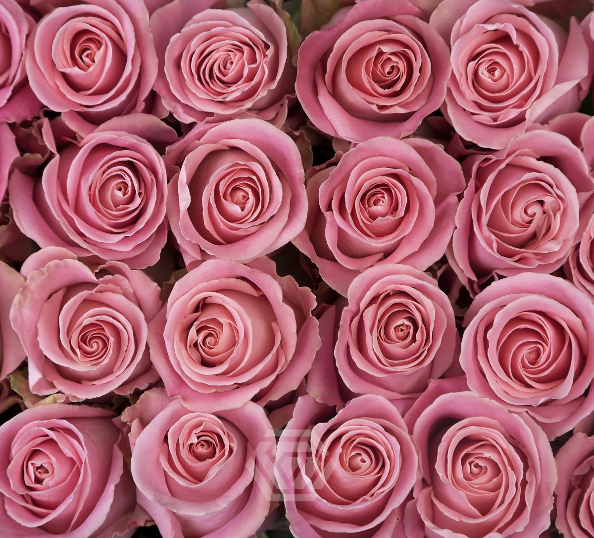 Hermosa Roses
