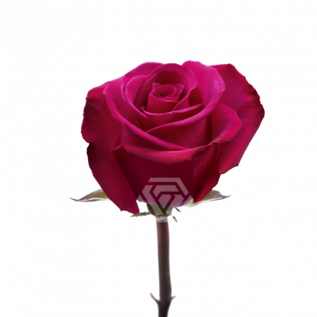 TESSACORP Roseberry-1-450x450 Roseberry 