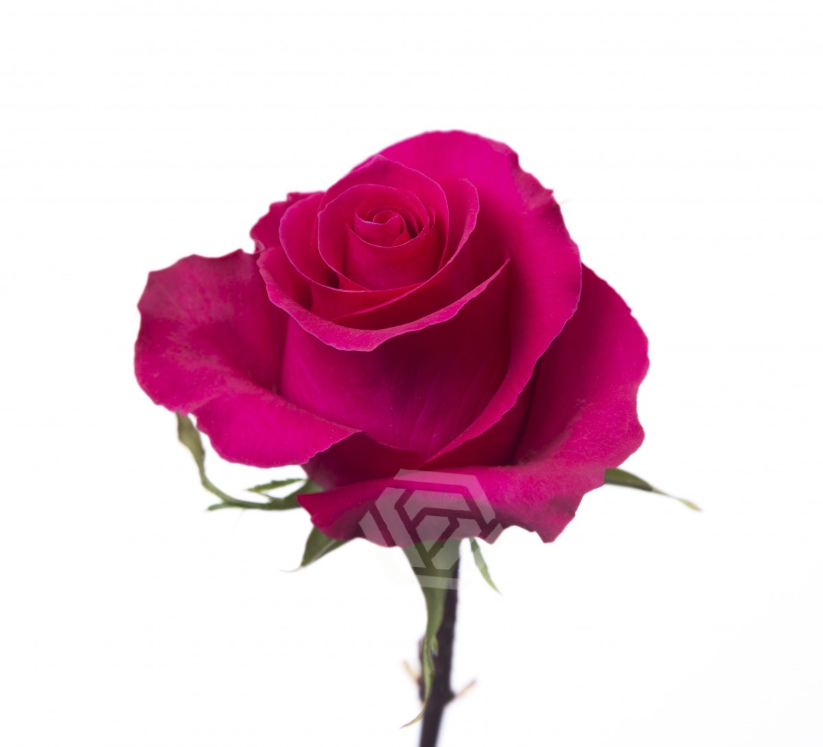 Gotcha Rose Variety - Hot Pink Roses near me - EbloomsDirect