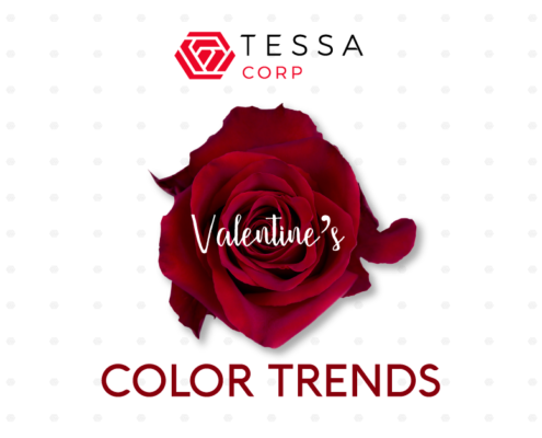 TESSACORP Ecuanrose-blog_enero2-495x400 Our top rose color trends for Valentine’s Trends 