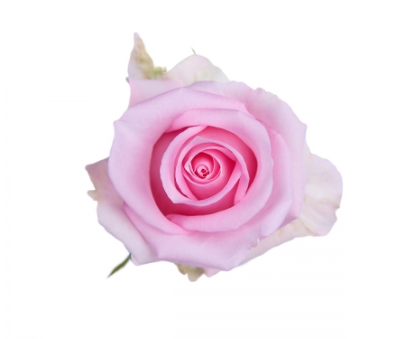 Jessika – a soft pink that contrasts beautifully against the green stems