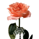 TESSA Dragonfly-rose-stem-80x80 Antonia Gardens 