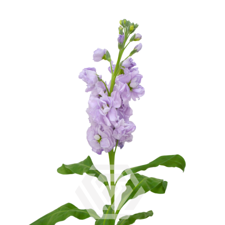 TESSA Lavender-Stock-1-450x450 Matthiola 