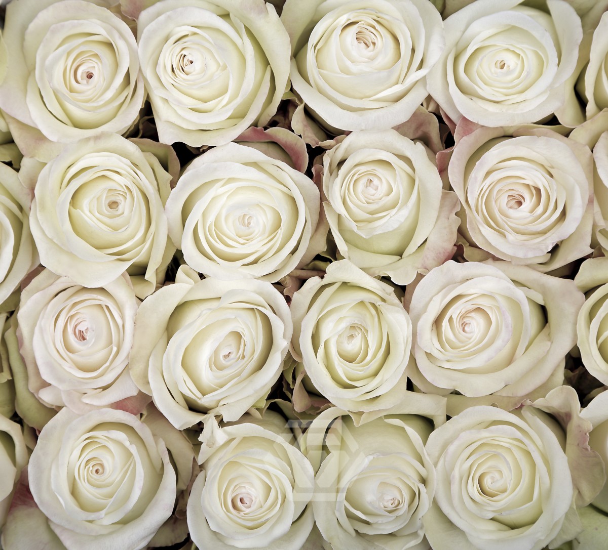 Alba - Tessa The Finest Flowers