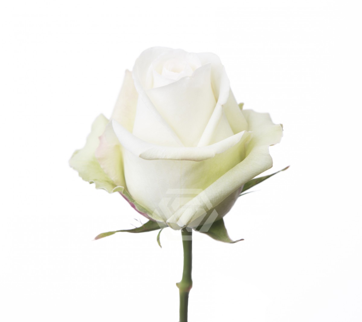 花 ALBAROSA Alba - Tessa The Finest Flowers