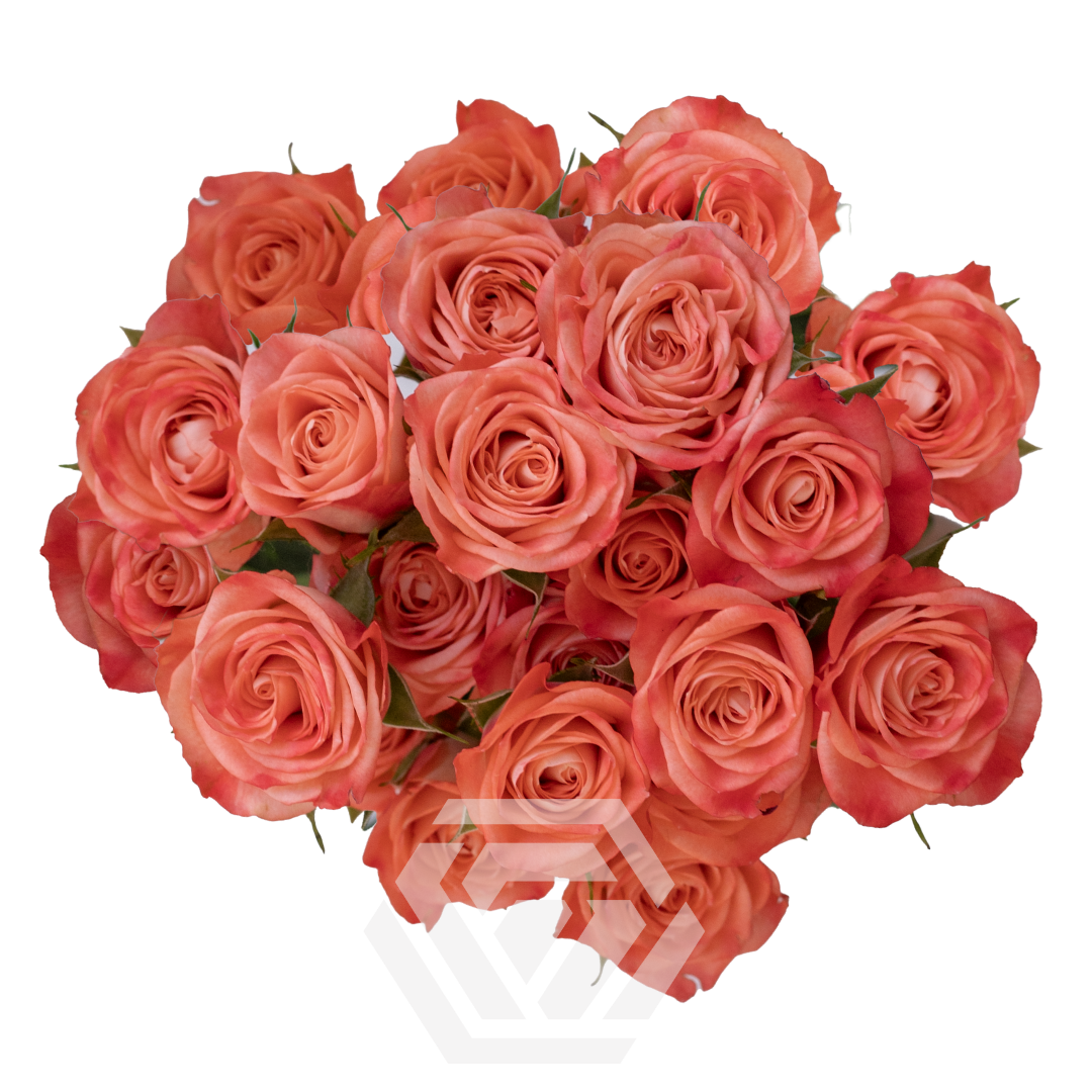 Spiral - Tessa The Finest Flowers