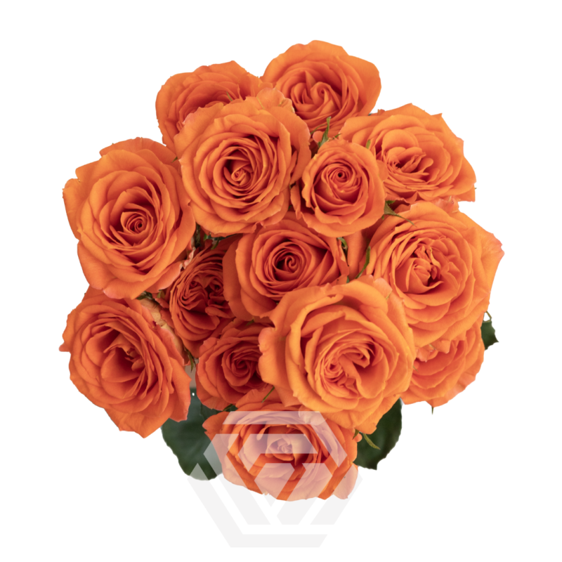 Brilliant Stars Taurus