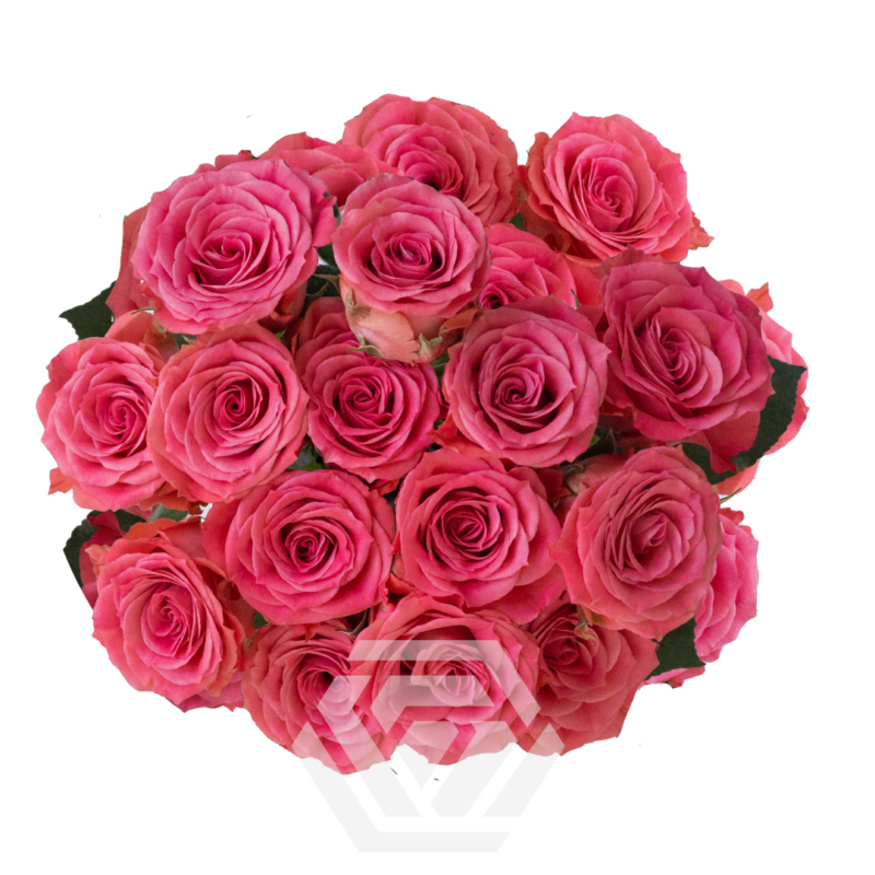Constellation - Tessa The Finest Flowers