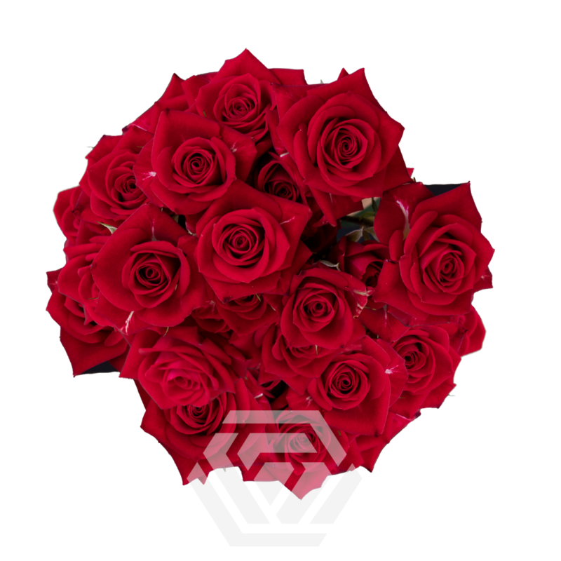 Brilliant Stars Aries