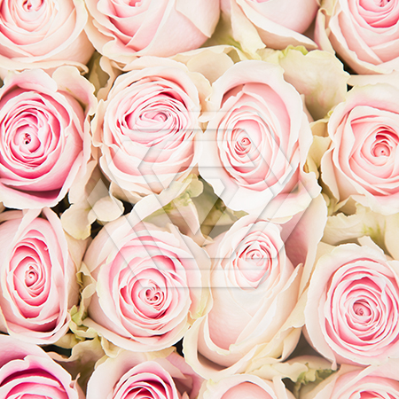 「Pink Rose」テンペラ画 Pink Rose」テンペラ画 Shop Rosa 'Pink Double Knockout