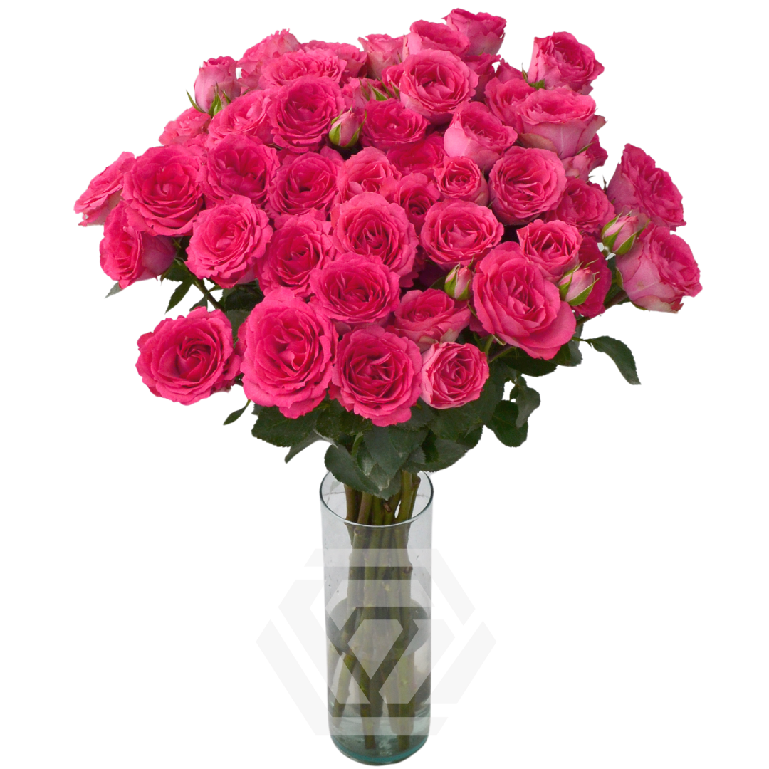 Bellalinda Cerise - Tessa The Finest Flowers