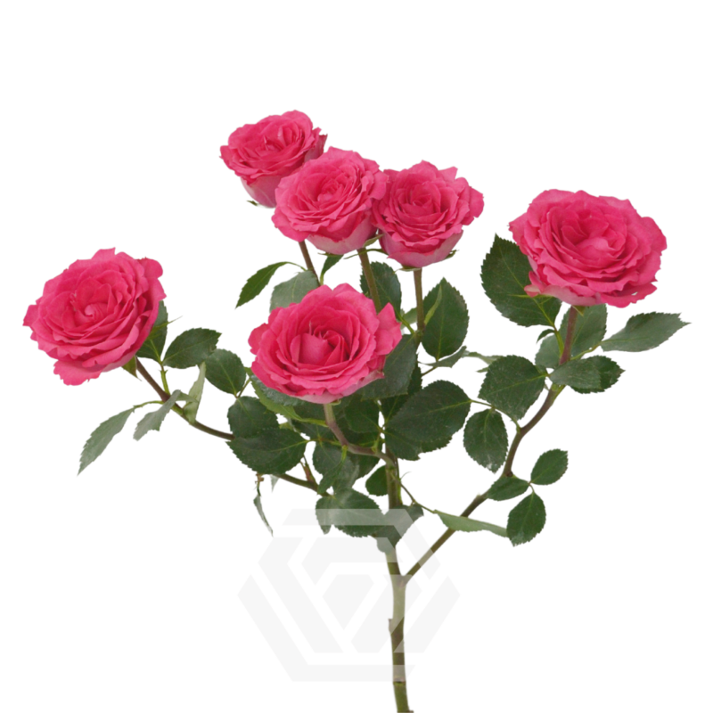 ROSE❣️ Constellation - Tessa The Finest Flowers