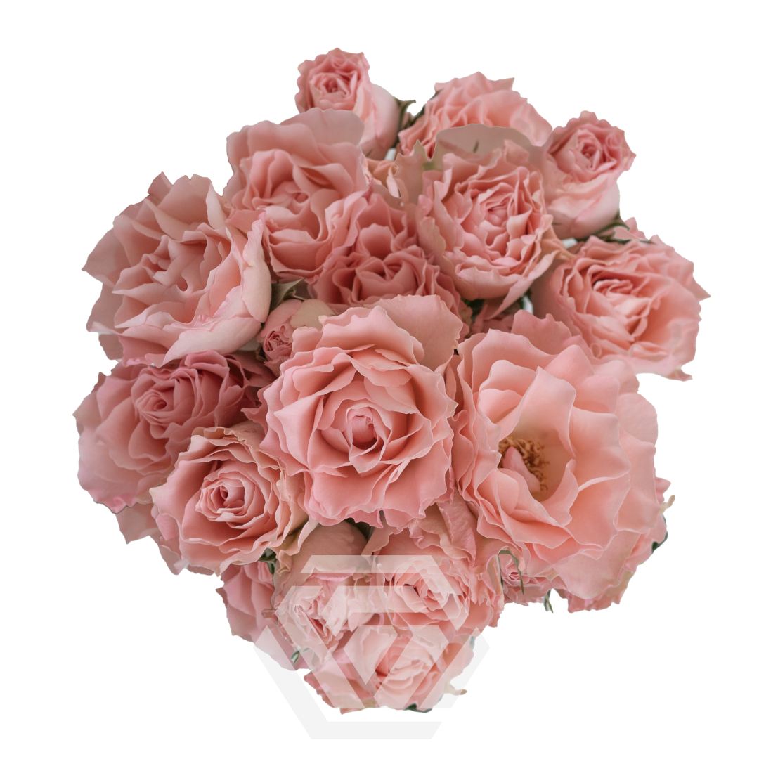 Deluxe & Princess Garden Roses - Mayra's Bridal Pink | Hope