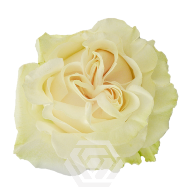Pink X-Pression - Tessa The Finest Flowers