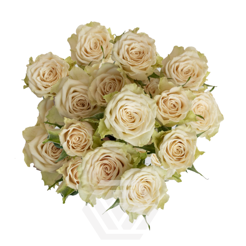 Cream of the Crop Jewel