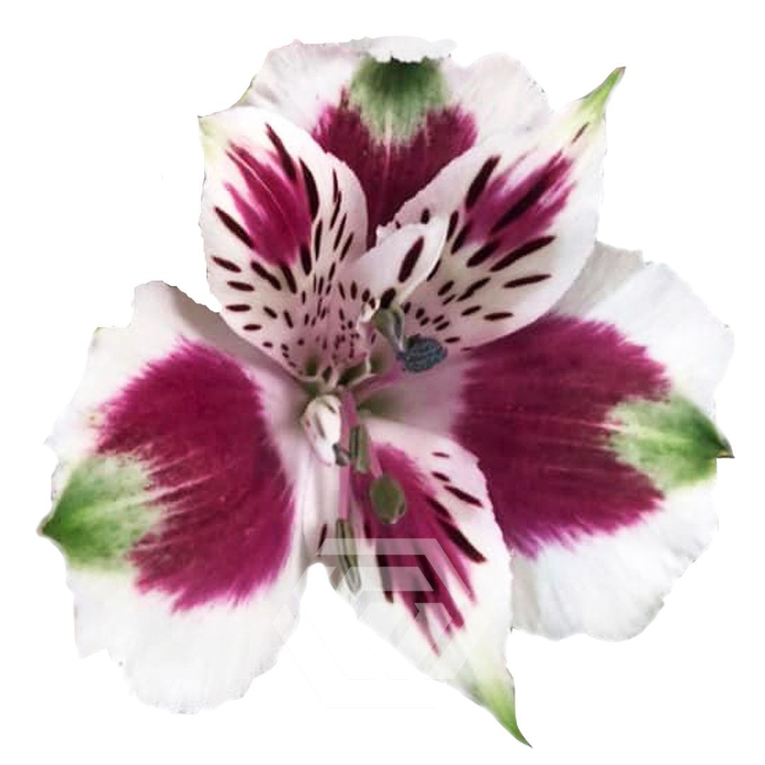 Cordoba - Tessa The Finest Flowers