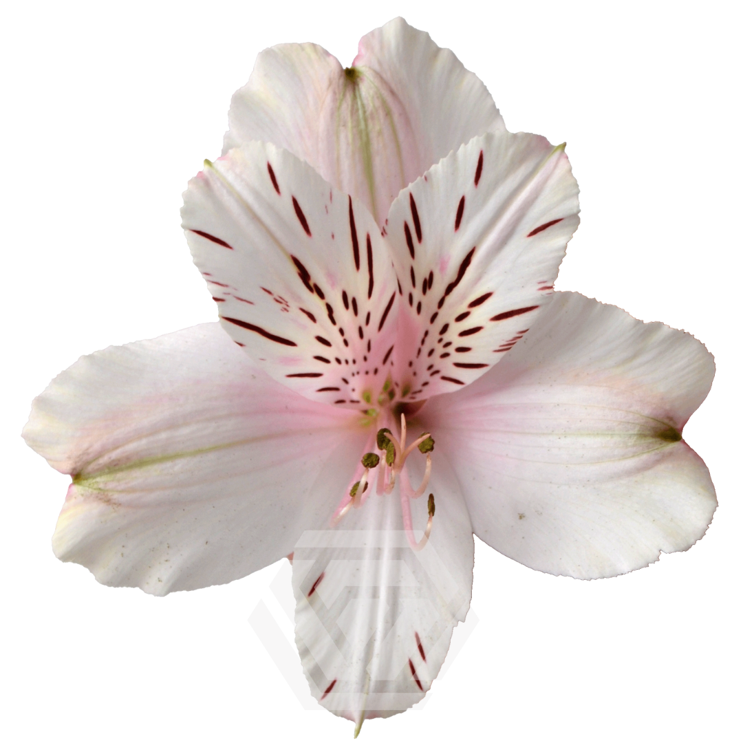 【新品未使用】alexiastam Bianca Leafy Flow Wrightia antidysenterica – “Asian Snow” – 305 Greenery, Inc.