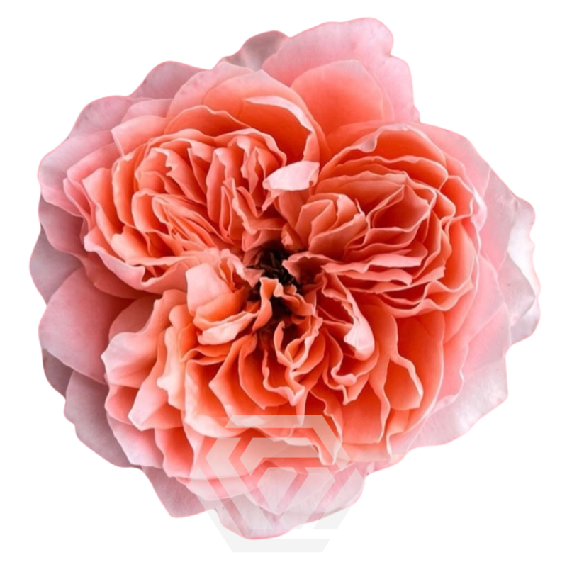 Pink X-Pression - Tessa The Finest Flowers