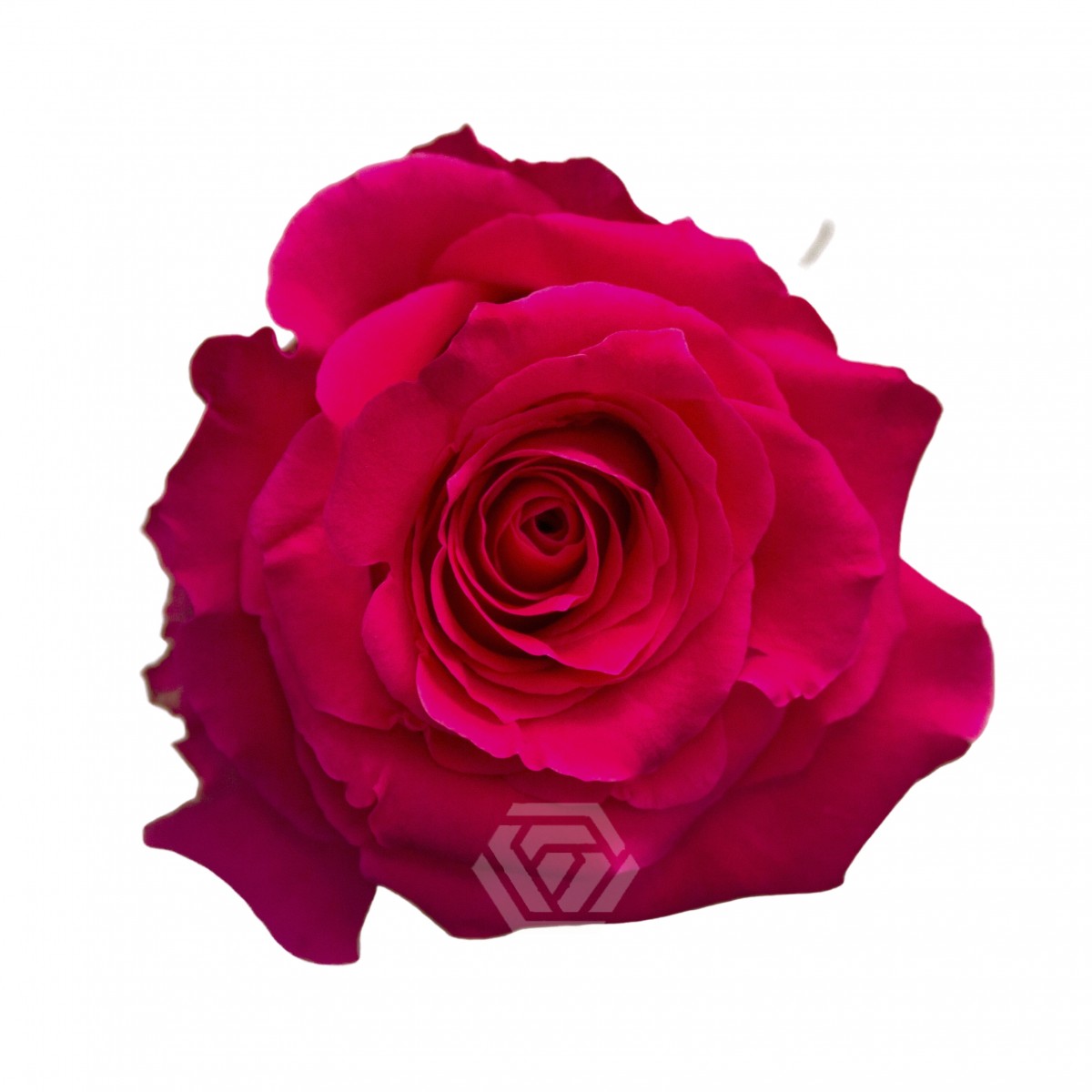 Full Monty - Tessa The Finest Flowers