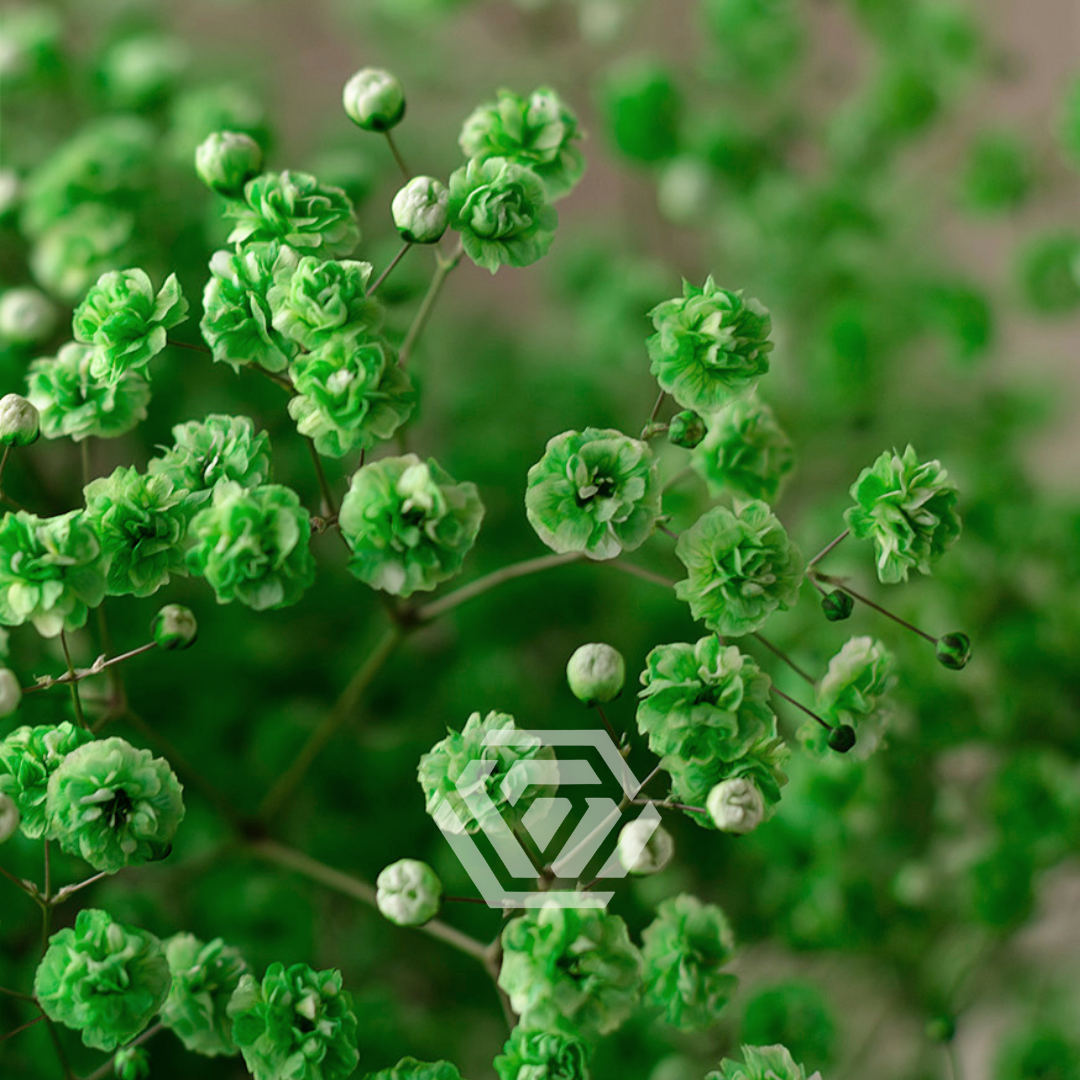 Gypsophila Xlence Tinted - Tessa The Finest Flowers