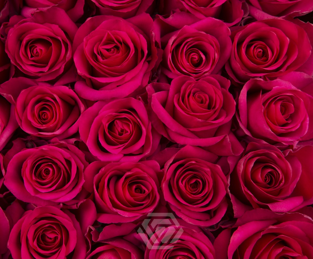 ROSE☆ROSE Pink X-Pression | Pink Garden Roses - Flower Explosion