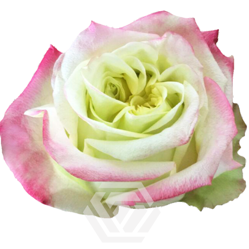 rose pinkのページです♪ Dreamy “Pink Sensation” Rose | Rosa Shrub; Suitable for Zone
