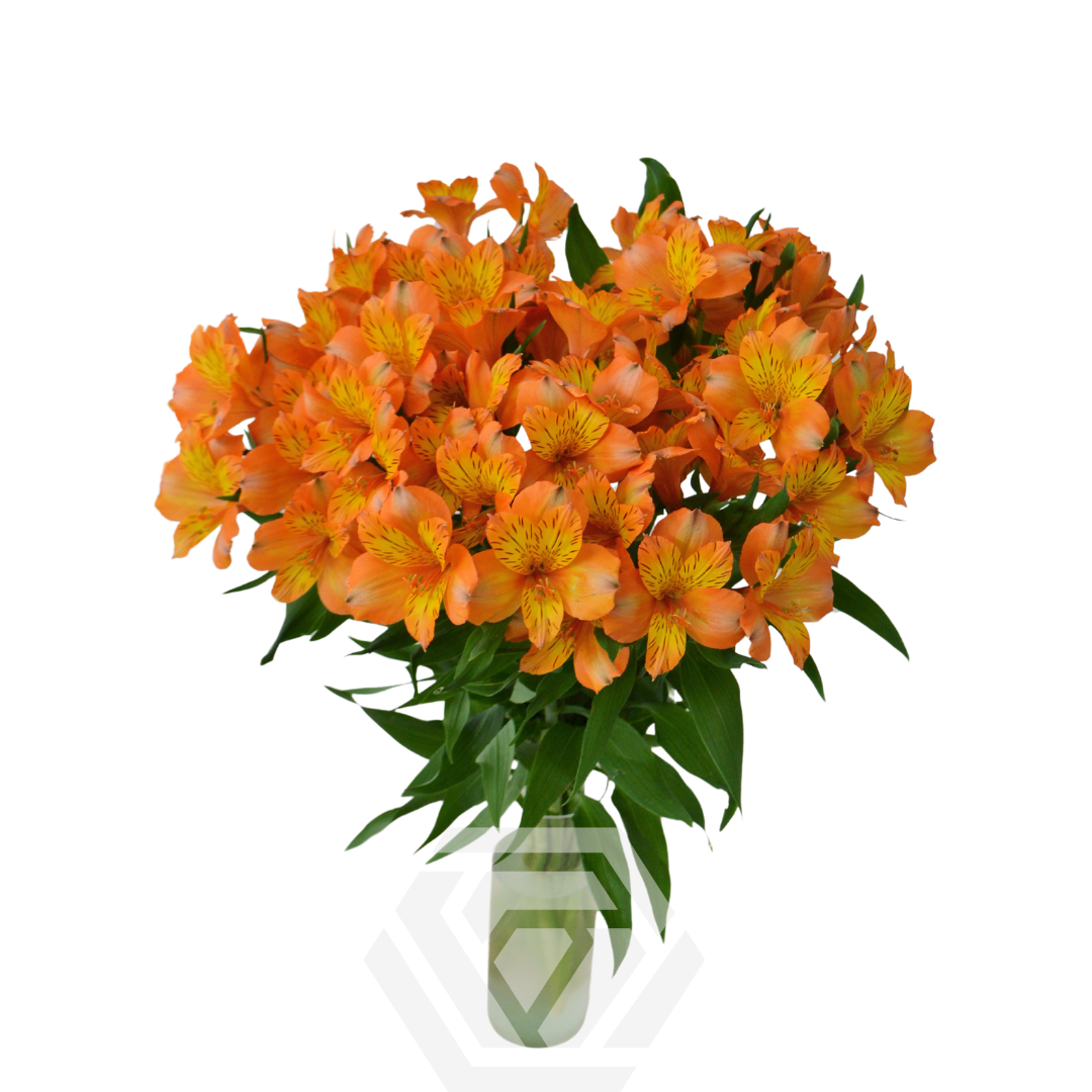 Jaffa - Tessa The Finest Flowers