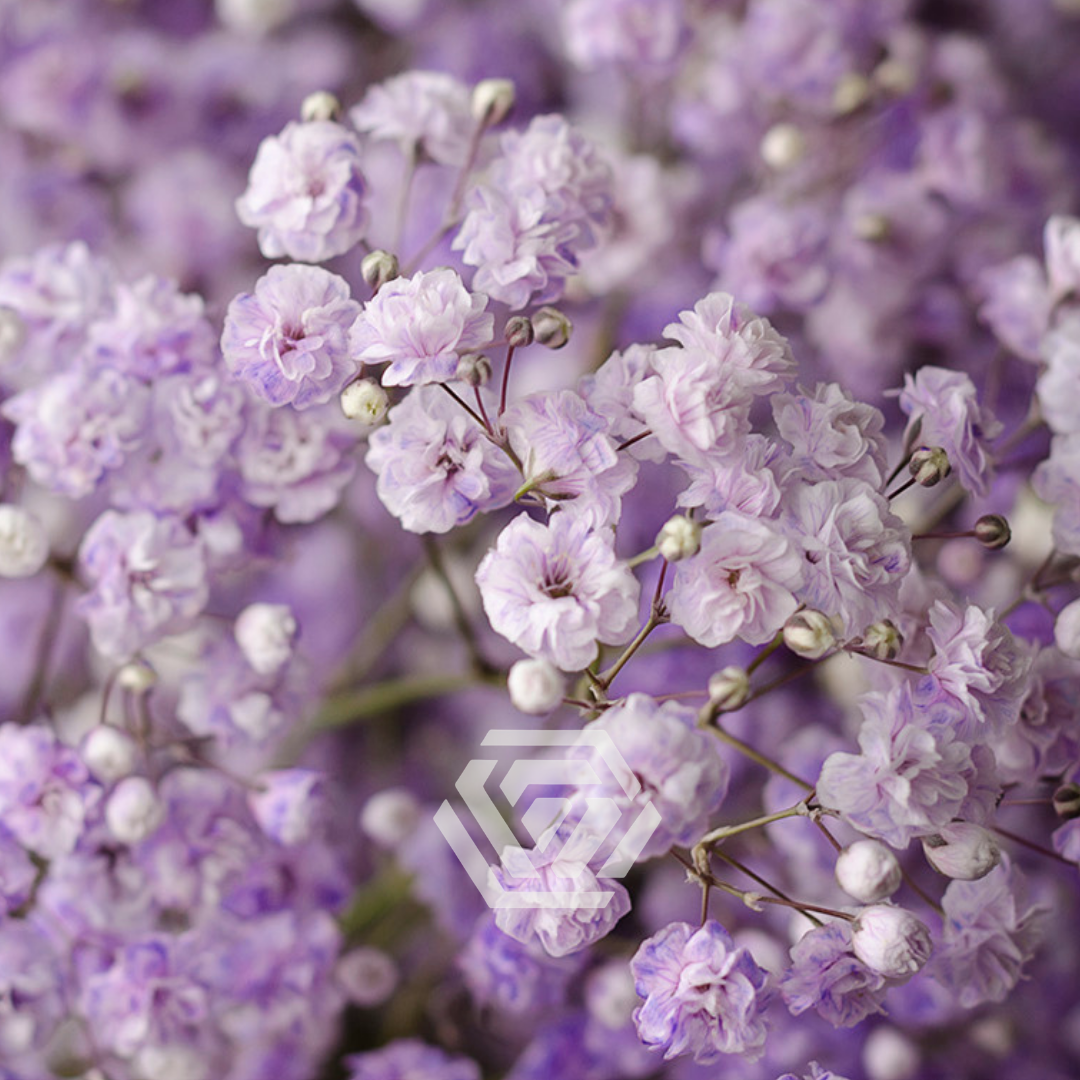 Gypsophila シュクレジレ ジプソフィア gypsohila シュクレジレ