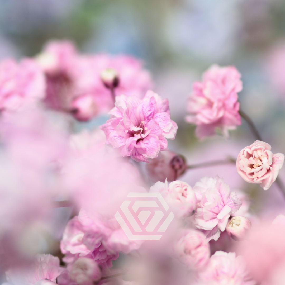 Gypsophila Xlence Tinted - Tessa The Finest Flowers