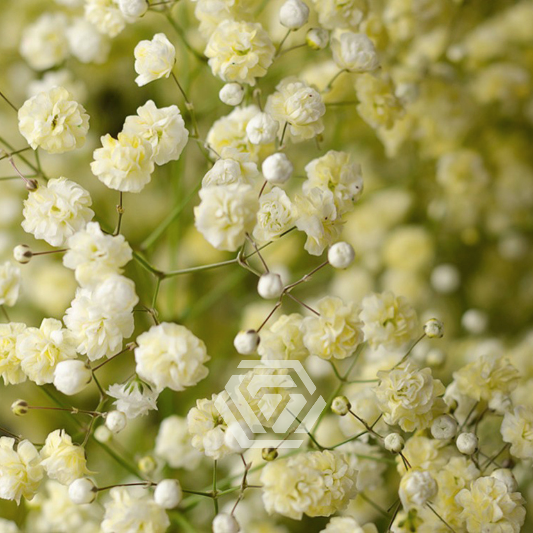 gypsohila Flower Gloss Tee ホワイト b2873736428fe19e6240549bb876fc