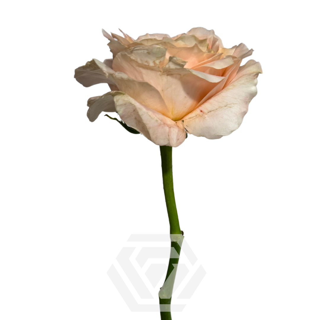 Melon X-Pression - Tessa The Finest Flowers