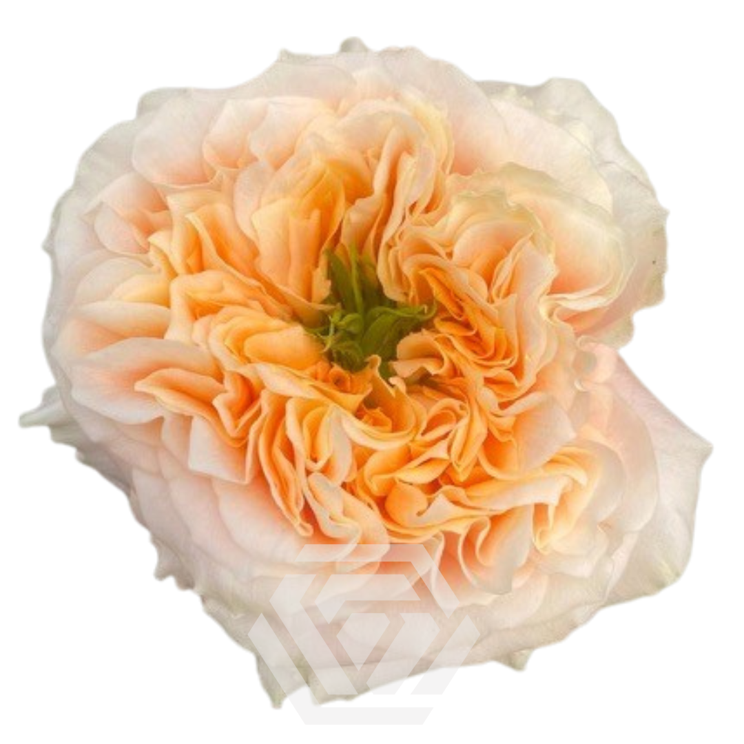 Melon X-Pression - Tessa The Finest Flowers