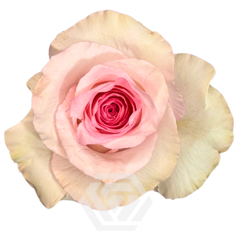 「Pink Rose」テンペラ画 Pink rose is full in bloom in my small garden.庭でピンクの
