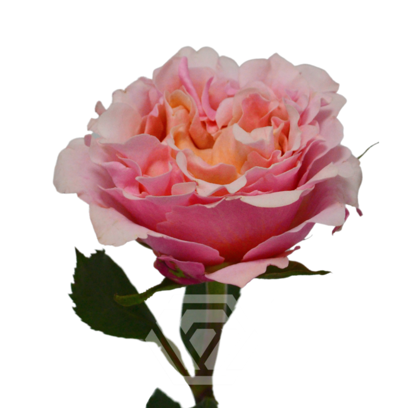 Pink X-Pression - Tessa The Finest Flowers