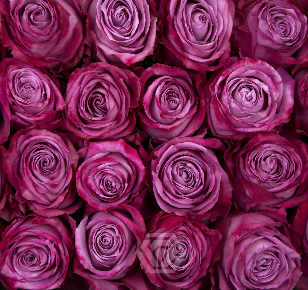 Moody Blues Rose Color