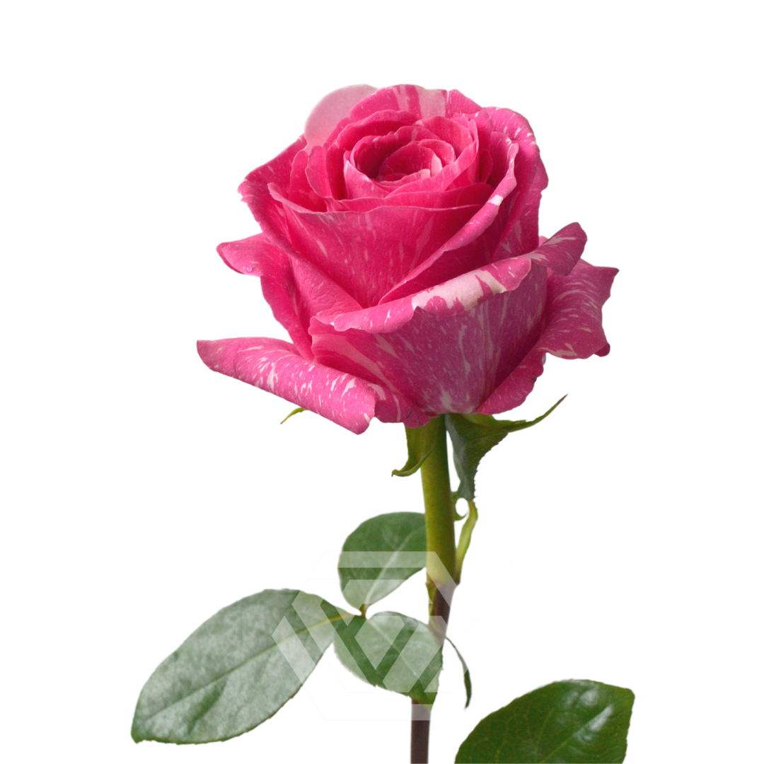 Pandora - Tessa The Finest Flowers