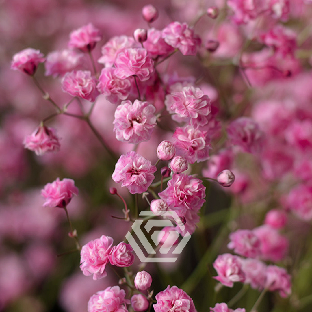 Gypsophila Xlence Tinted - Tessa The Finest Flowers