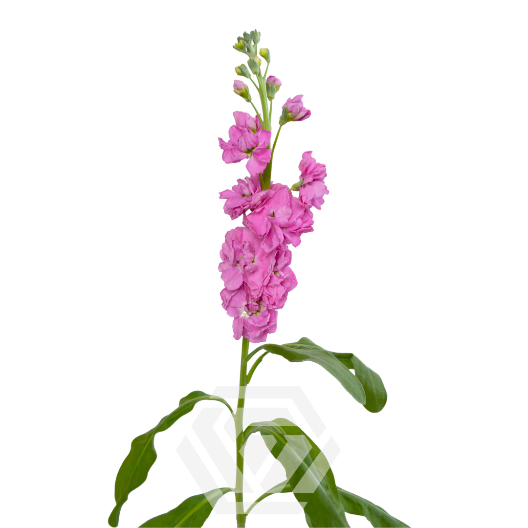 Matthiola Pink - Tessa The Finest Flowers