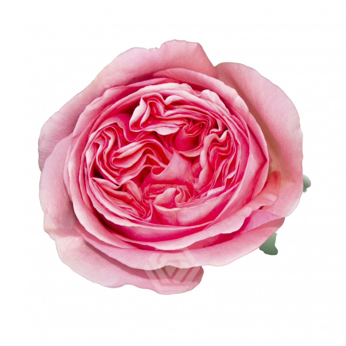 Pink X-Pression - Tessa The Finest Flowers