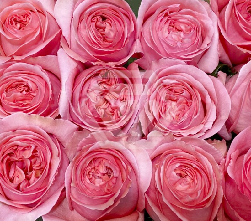 格安saleスタート ボ Pink X-Pression - Tessa The Finest Flowers トリートメント